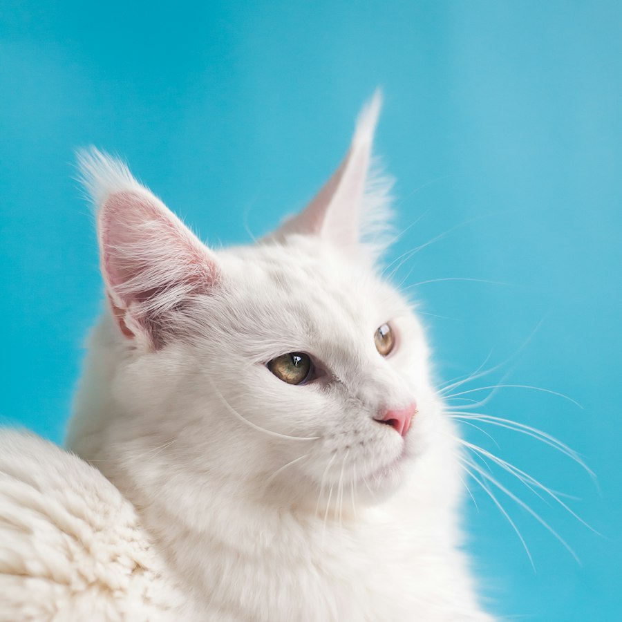 Natural Clumping Litter 10L