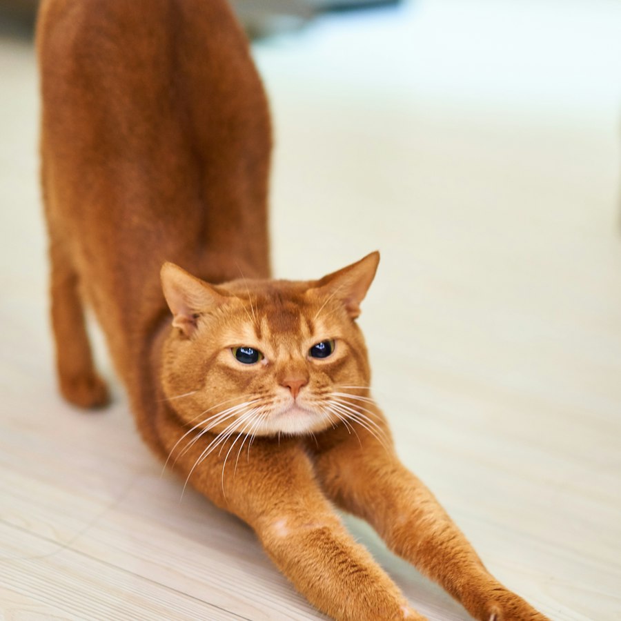 Sisal Scratching Tower