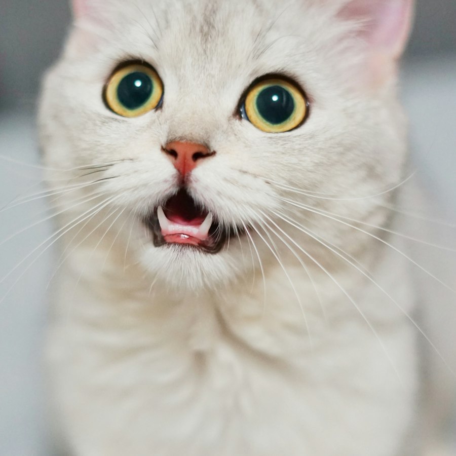 Tuna Crunch Treats 100g