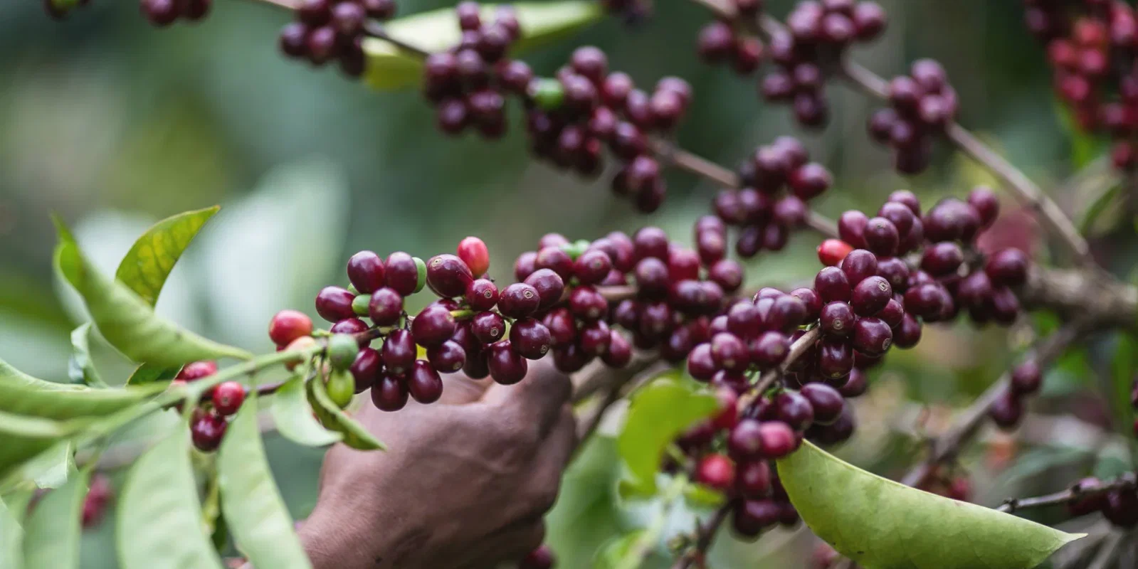 Welcome to Apex Arabica